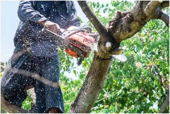 tree services Blue Ridge Shores